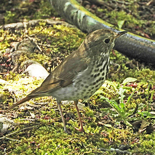 hermit thrush 3 small graphic